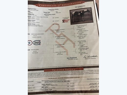APHA/PTHA Gelding