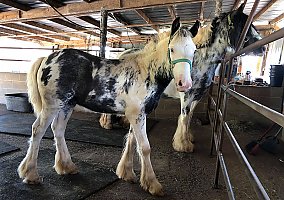 Gypsy Vanner (Gypsy Vanner, Stallion) in Vienna, GA