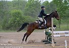 Toby - Gelding in PortColborne, ON Toby - Gelding in PortColborne, ON
