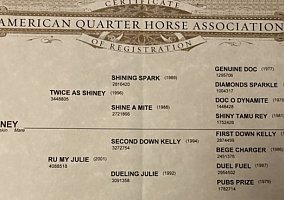 Quarter Horse (Quarter Horse, Mare) in Tulare, CA