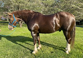 Draft (Percheron, Belgian, Clydesdale, Shire) (Draft (Percheron, Belgian, Clydesdale, Shire), Gelding) in Lancaster, PA