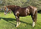 Draft - Horse for Sale in Lancaster, PA 17516