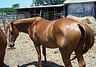 Pinto - Horse for Sale in Elgin, OK 73538