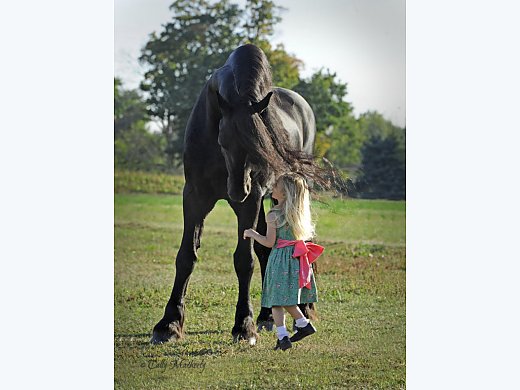 Friesian Horse for Your Home