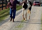 Flash - Gelding in Shelbyville, TN Flash - Gelding in Shelbyville, TN