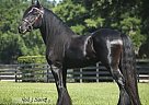 Gypsy Vanner - Horse for Sale in Douglas, WY 82633 Gypsy Vanner - Horse for Sale in Douglas, WY 82633