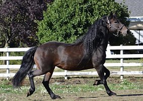 Friesian (Friesian, Mare) in Valparaiso, IN