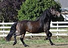 Friesian - Horse for Sale in Valparaiso, IN 46383