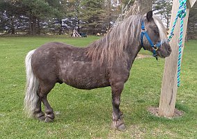 Mocha (Miniature Horse, Stallion) in Ionia, IA