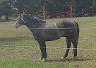 SP Peppys Drftwd - Gelding in Onondaga, MI SP Peppys Drftwd - Gelding in Onondaga, MI