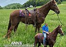 Tennessee Walking - Horse for Sale in Tompkinsville, KY 42167