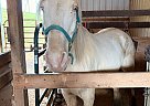 Tennessee Walking - Horse for Sale in Shoals, IN 47581