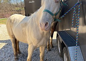 Tennessee Walking (Tennessee Walking, Gelding) in Shoals, IN