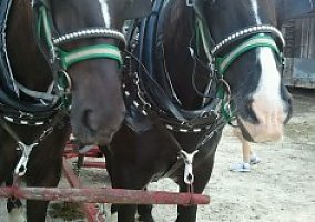 Draft (Percheron, Belgian, Clydesdale, Shire) (Draft (Percheron, Belgian, Clydesdale, Shire), 7 yrs) in Blanch, NC