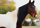 Reo - Gelding in Elgin, AZ Reo - Gelding in Elgin, AZ