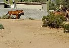 Lizzy - Mare in Apache Junction, AZ Lizzy - Mare in Apache Junction, AZ