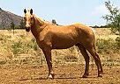 Phoenix - Gelding in Elgin, AZ Phoenix - Gelding in Elgin, AZ