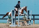 Maggie - Mare in PortColborne, ON Maggie - Mare in PortColborne, ON