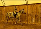 Wayne - Gelding in PortColborne, ON Wayne - Gelding in PortColborne, ON