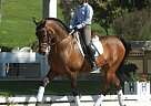 Lease Available Andalusian Gelding