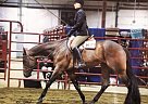 Quarter Horse - Horse for Sale in Marysville, OH 43040 Quarter Horse - Horse for Sale in Marysville, OH 43040