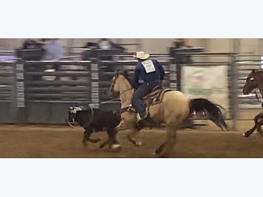 AQHA Rope Horse