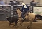 Quarter Horse - Horse for Sale in Pleasant View, CO 81331