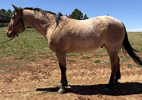 Quarter Horse