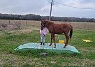 Cranberry Sprite - Mare in Rosharon, TX Cranberry Sprite - Mare in Rosharon, TX