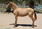 Andalusian - Horse for Sale in Canyon Country, CA 91387