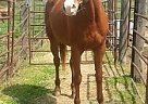 Thoroughbred - Horse for Sale in Tecumseh, MI 49286