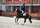 Warmblood - Horse for Sale in Tallinn, 90219 Warmblood - Horse for Sale in Tallinn, 90219