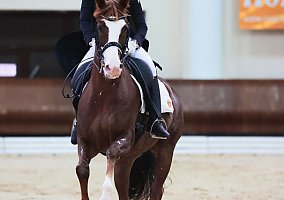 Warmblood (Warmblood, Gelding)