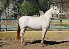 Andalusian - Horse for Sale in Canyon Country, CA 91387