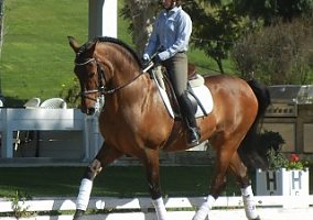 Andalusian / PRE (Andalusian / PRE, Gelding) in Rancho Santa Fe, CA