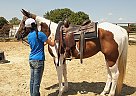 Paint - Horse for Sale in Los Angeles, CA 90025