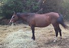 Quarter Horse - Horse for Sale in Stephenville, TX 76401