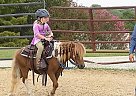 Pony - Horse for Sale in Los Angeles, CA 90025