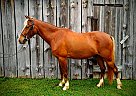 Monte Cristo - Gelding in Advance, NC Monte Cristo - Gelding in Advance, NC