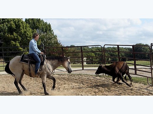 Quarter Horse For Sale 'Susan'