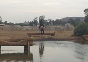 Warmblood (Warmblood, Gelding) in Ramona, CA