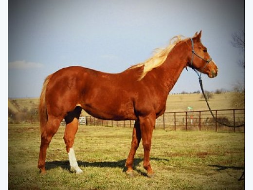 Stout Barrel Mare!