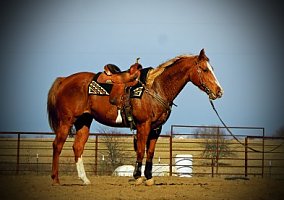 Quarter Horse (Quarter Horse, Mare) in Russellville, MO