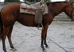 Quarter Horse (Quarter Horse, Mare) in Woodbine, MD