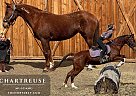 Mustang - Horse for Sale in Fort Collins, CO 80524