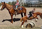 Mustang - Horse for Sale in Fort Collins, CO 80524