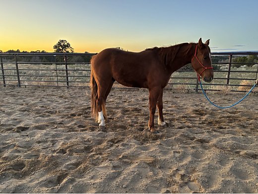2022 Sorrel Gelding