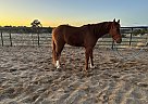 Quarter Horse - Horse for Sale in Pleasant View, CO 81331 Quarter Horse - Horse for Sale in Pleasant View, CO 81331