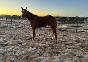 Quarter Horse