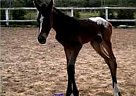 Appaloosa - Foundation Stock Appaloosa
